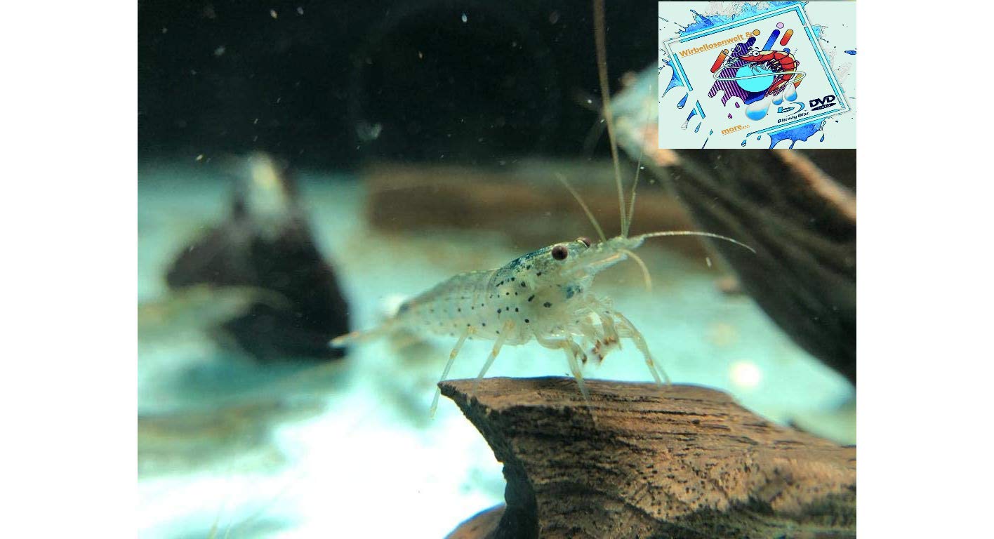 Amano Garnele Caridina multidentata 2-4 cm 10x