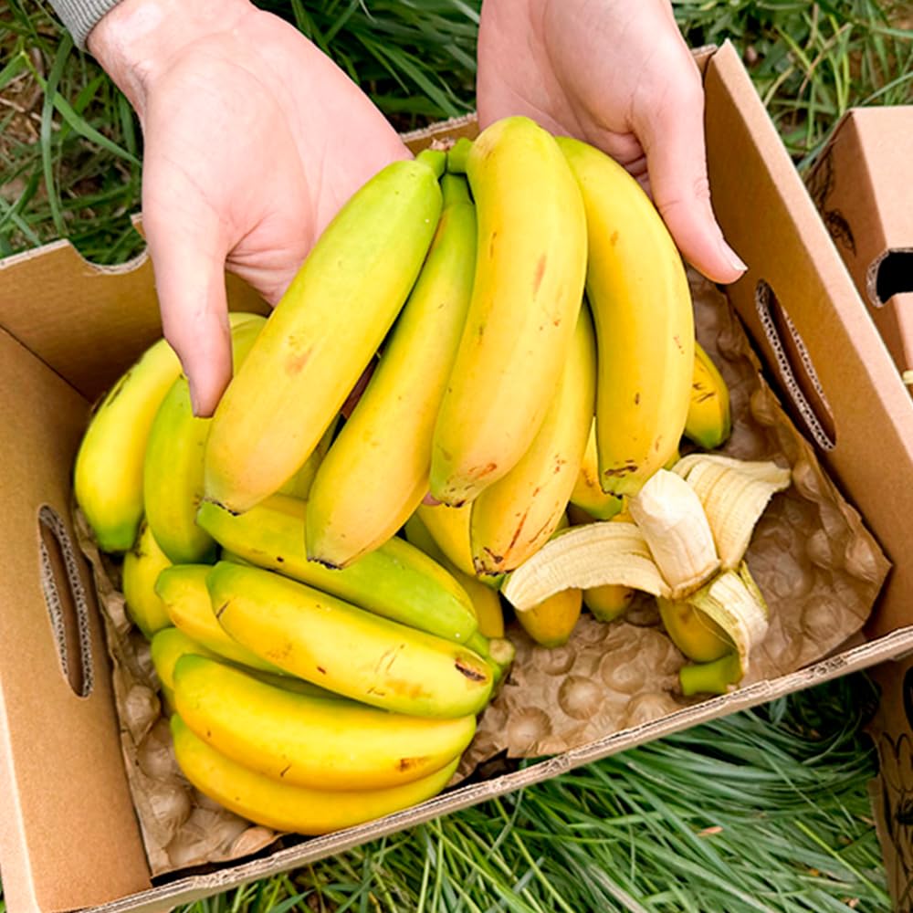Caja de Plátanos de Canarias | Fruta Tropical Directa del Agricultor, Cultivado en España, Recién Recolectado, Dulce, Natural y Sin Químicos (2 Kg)