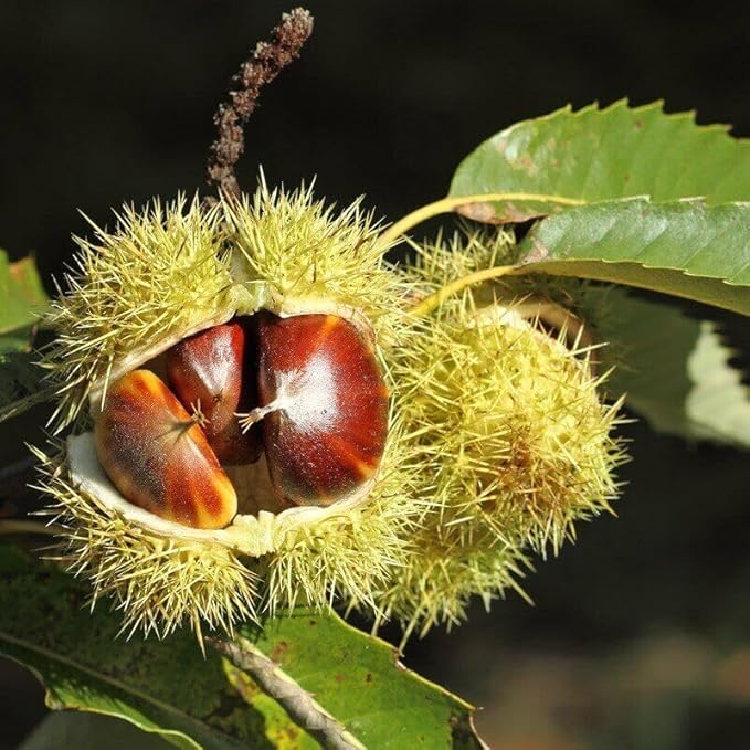 1 Live Plant American Chinese Chestnut Tree Fruit Nut