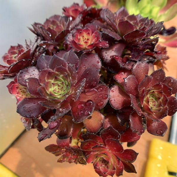 19#多肉植物アエオニウム❤️ブラックマジック❤️25頭17cm 拔き 19#多肉植物アエオニウム❤️ブラックマジック❤️25頭17cm 拔き