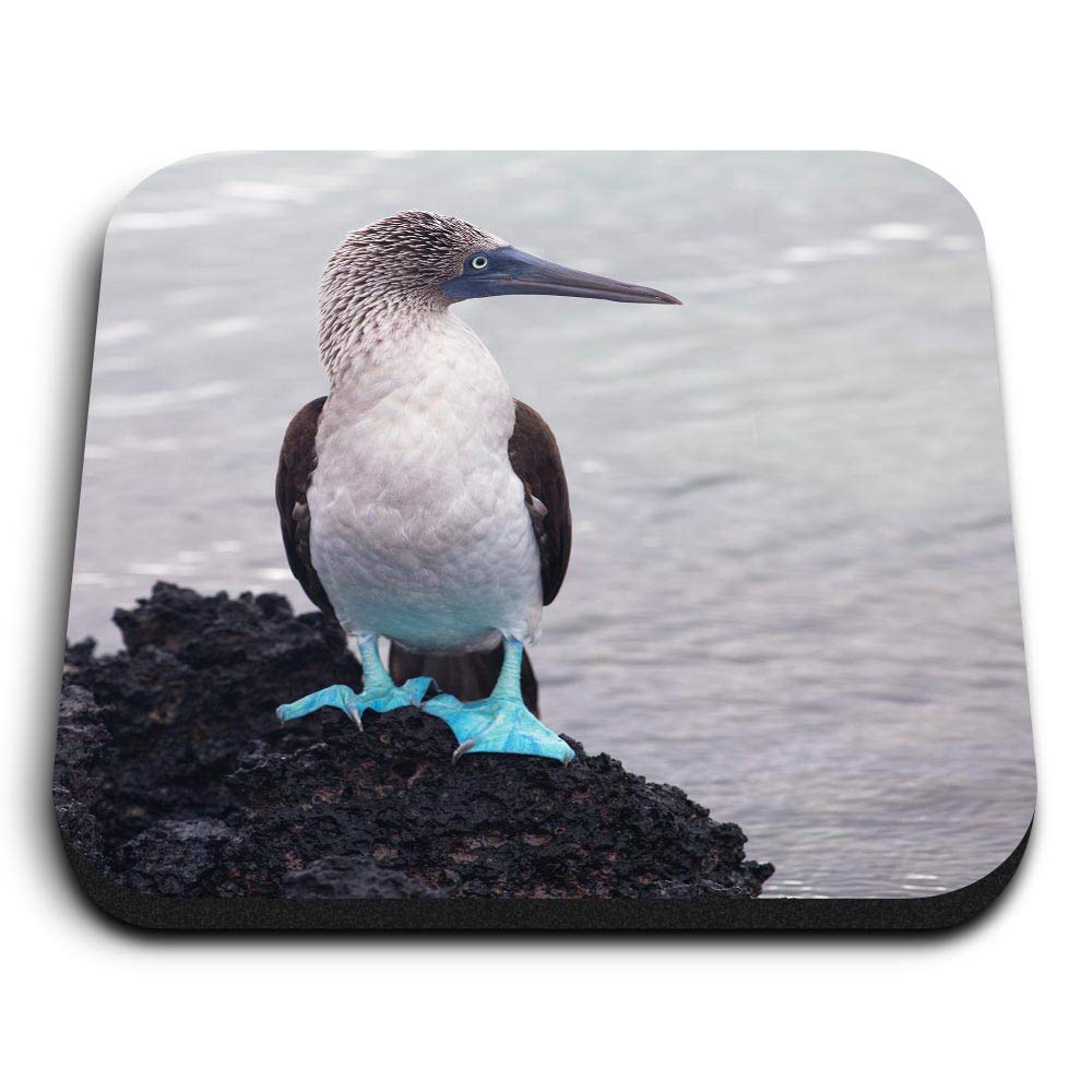 Destination Vinyl Ltd Multicolor 1 X Square Mdf Fridge Magnet - Blue Footed Booby Bird Galapagos Islands 44365