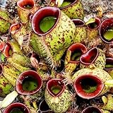 semi di nepenthes, nepenthes mirabilis da appartamento che purificano l'aria carnivora resistenti in vaso decorazioni autunnali per il soggiorno sospese, 160semi