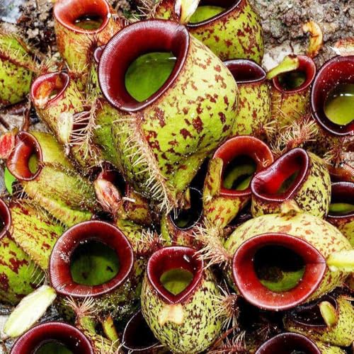 semillas de plantas carnívoras - floración de verano interior maceta Planta carnívora plantas medicinales bonsái de plantas cama de balcón maceta colgante plantas 50pcs