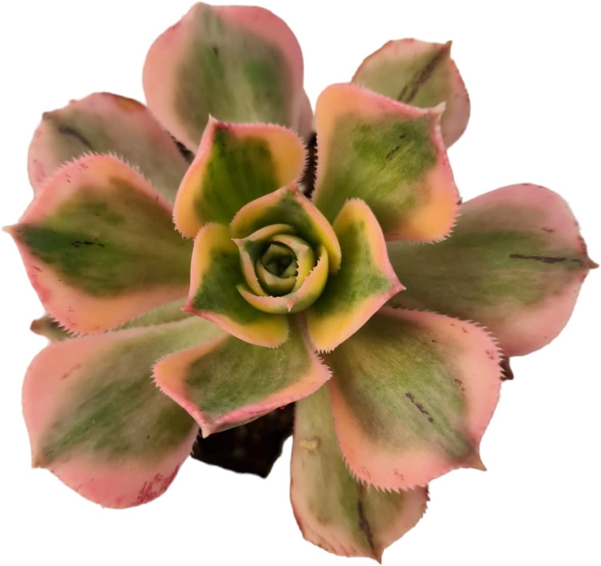 Live Aeonium Plants (2" Pot Sunburst)