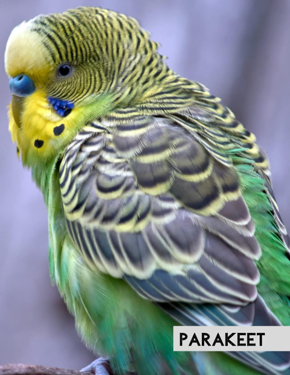 Parakeet: Composition Notebook College Ruled 8.5 x 11, Perfect For Note-Taking (Journal, Diary, School Notebook), 110 Pages