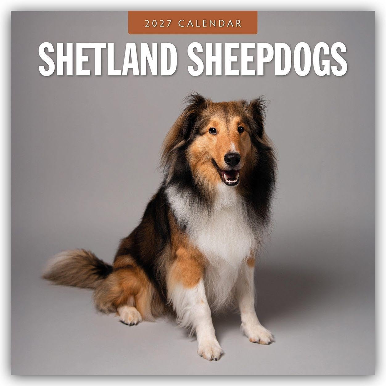Shetland Sheepdogs 2027 Square Wall Calendar: Original Red Robin Publishing Ltd-Kalender [Mehrsprachig] [Kalender]