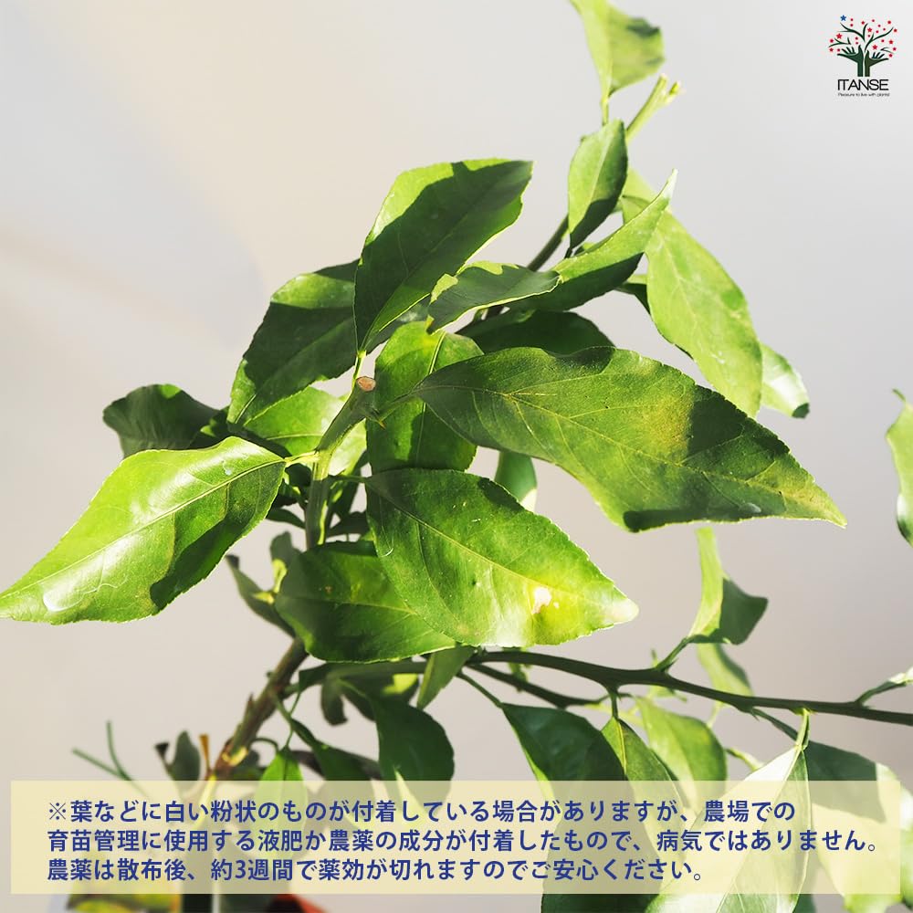 Amazon.co.jp: ITANSE みかんの苗木 ゆら早生 4.5号 1個売り