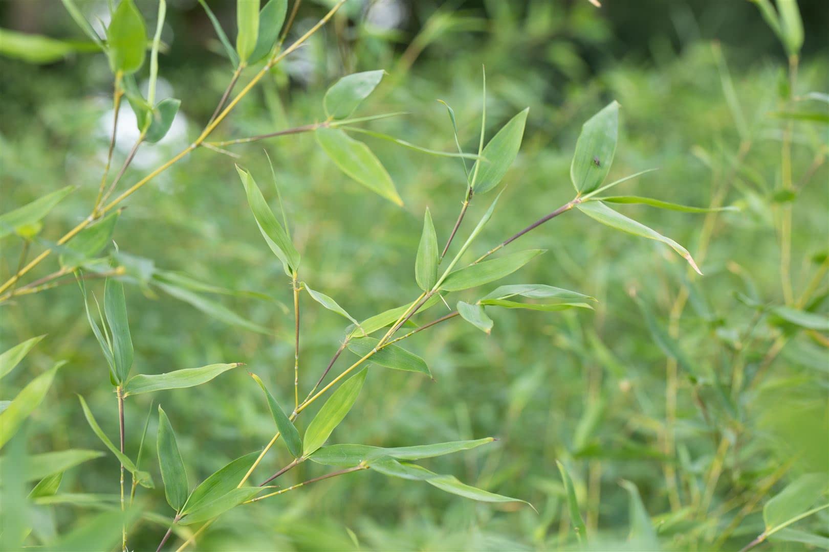 Fargesia murieliae 'Jumbo' 80-150 cm – Winterhart, Immergrün, Pflegeleicht – Gartenbambus – Heckenpflanze für Garten & Sichtschutz