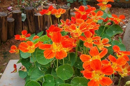 Miniatura 3 de 50 piezas de semillas de flores de capuchina (Tropaeolum Nanum), planta sin OMG