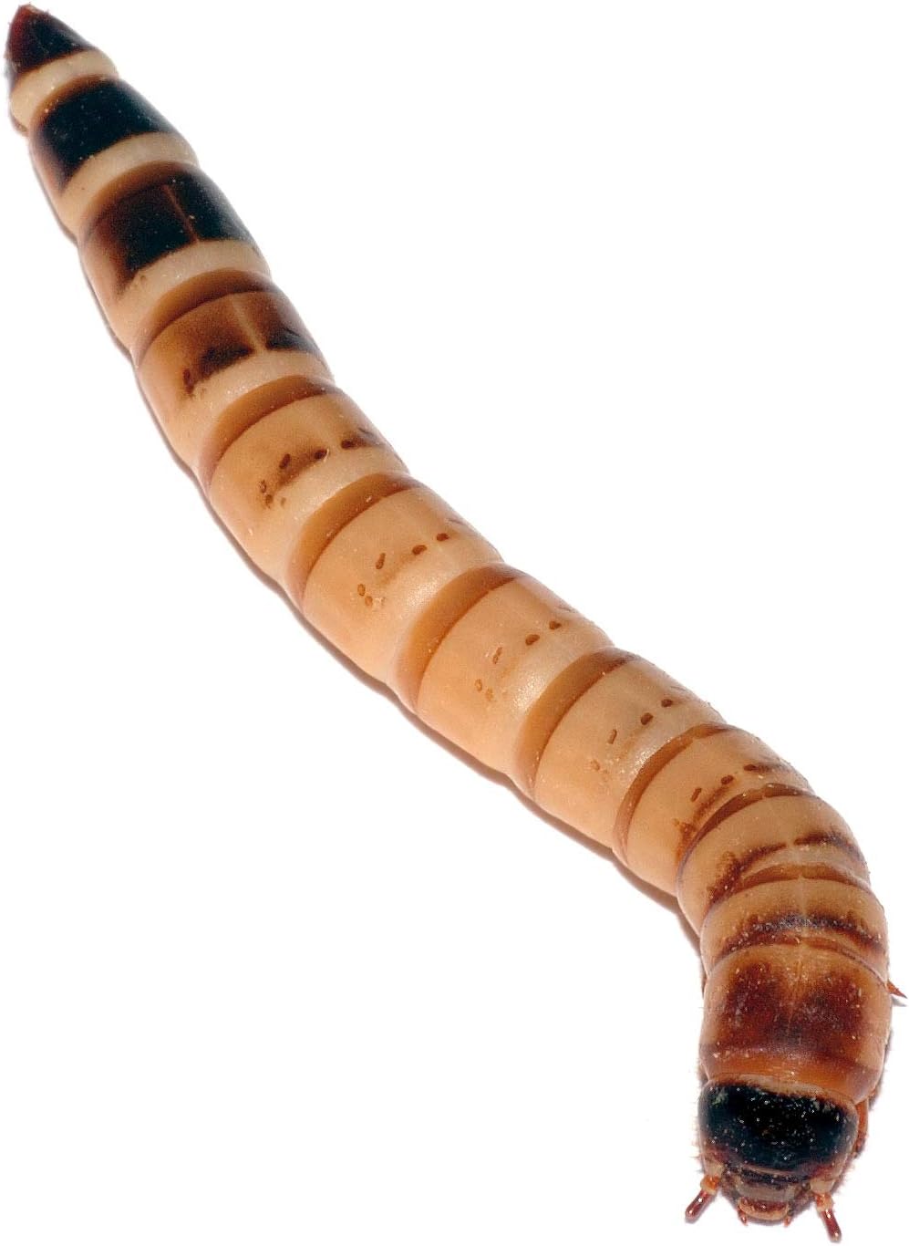 Armstrong's Original Crickets Superworms Kingworms (Large, 1000, Count)