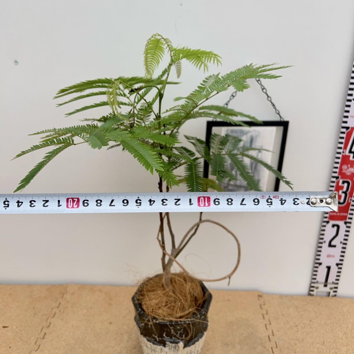 Amazon.co.jp: 現物販売 エバーフレッシュ ネムノキ 曲がり 盆栽風