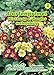 Produktbild N.L. Chrestensen 559394 Gartenprimel Mischung 1. Ranges (Gartenprimelsamen)