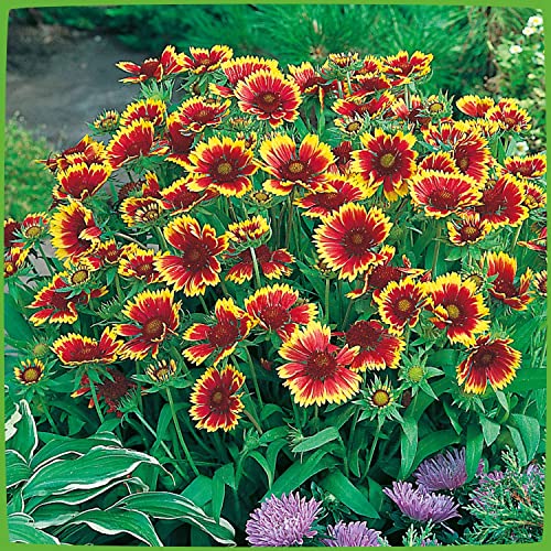 Kokardenblume 'Kobold' (Gaillardia aristata) - 1 Pflanze