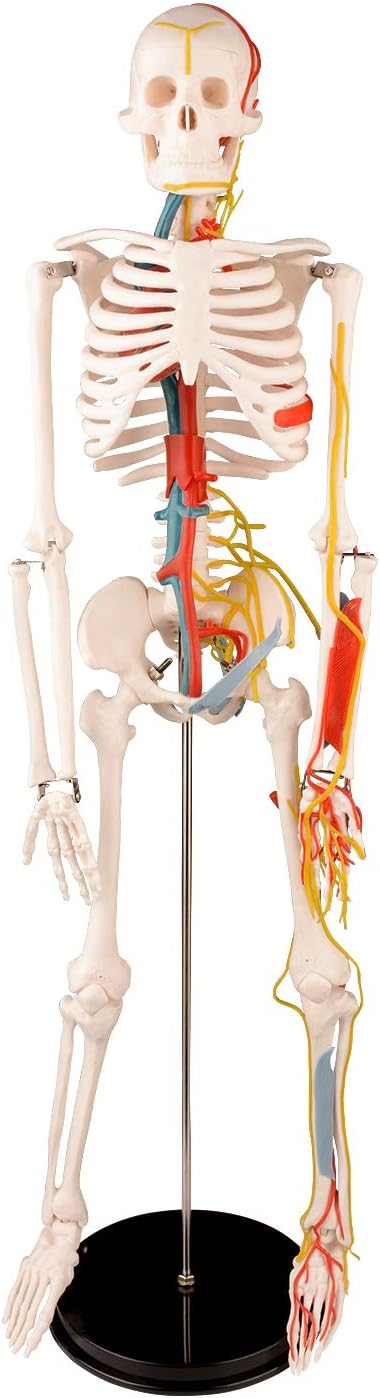 Human Anatomical Skeleton Model, 34" Half Life Size Human Skeleton Replica with The Heart, Spinal and Peripheral Nerves, Veins and Arteries, Vascular Human Skeleton for Human System Study