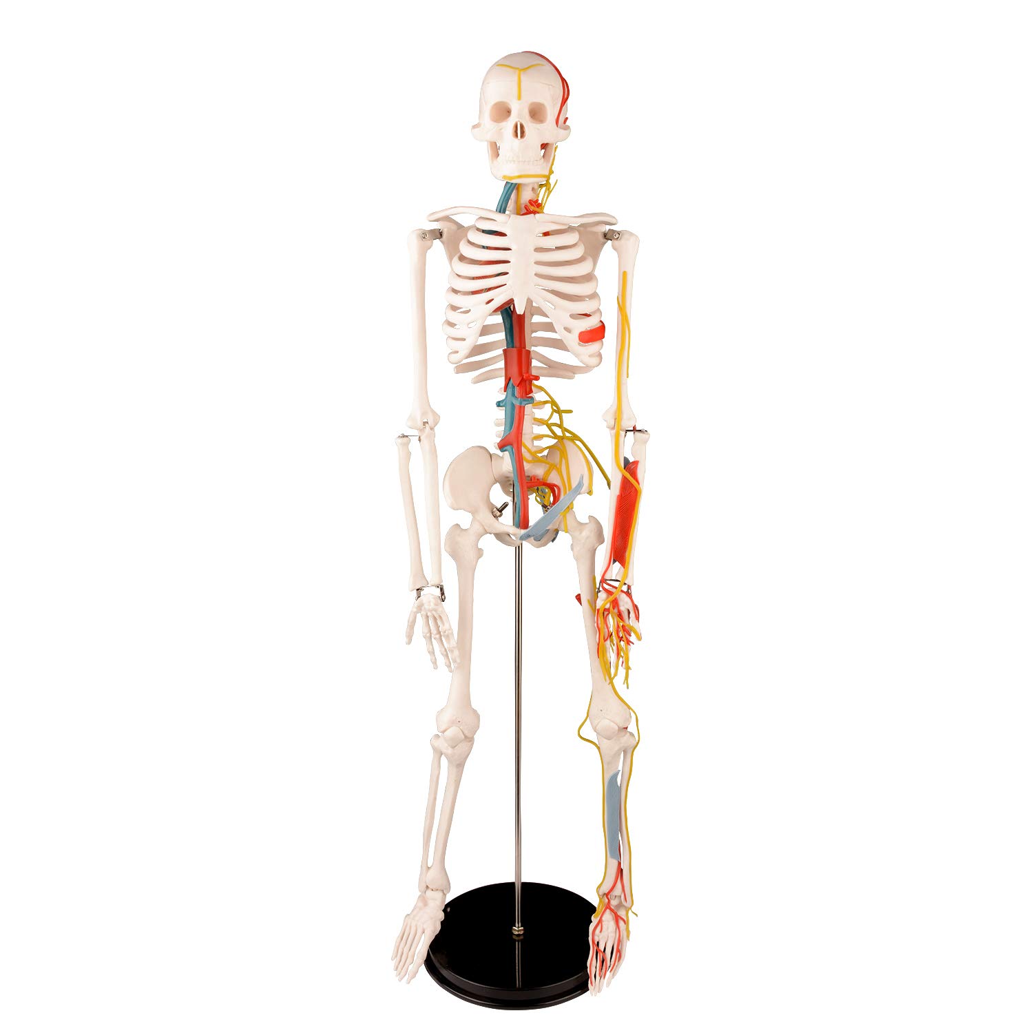 Human Anatomical Skeleton Model, 34" Half Life Size Human Skeleton Replica with The Heart, Spinal and Peripheral Nerves, Veins and Arteries, Vascular Human Skeleton for Human System Study