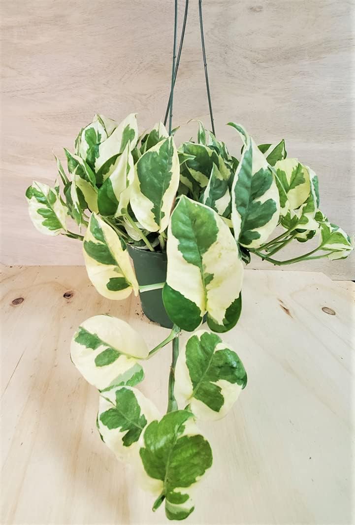 Pothos N’Joy - Epipremnum aureum - Live Plants, Indoor House Plants (6" Pot) by 3exoticgreen