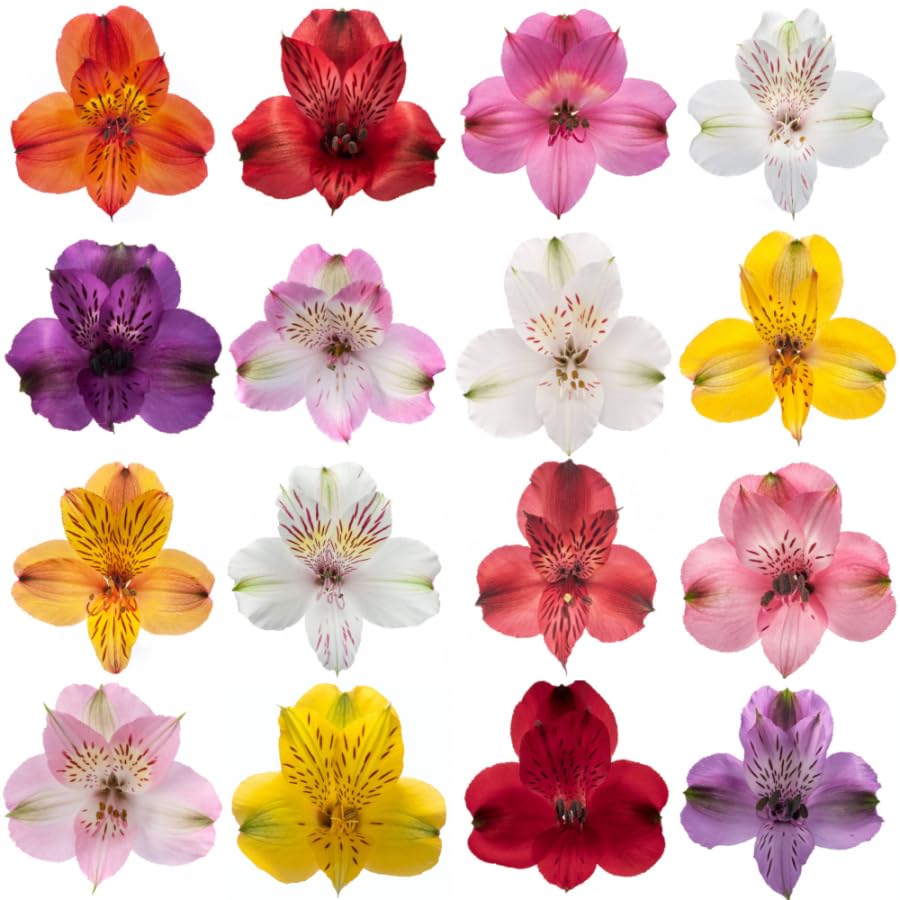 Ramo de Flores Frescas - Alstroemerias Premium de Larga Duración - Ramo de 30 Flores Naturales Coloridas