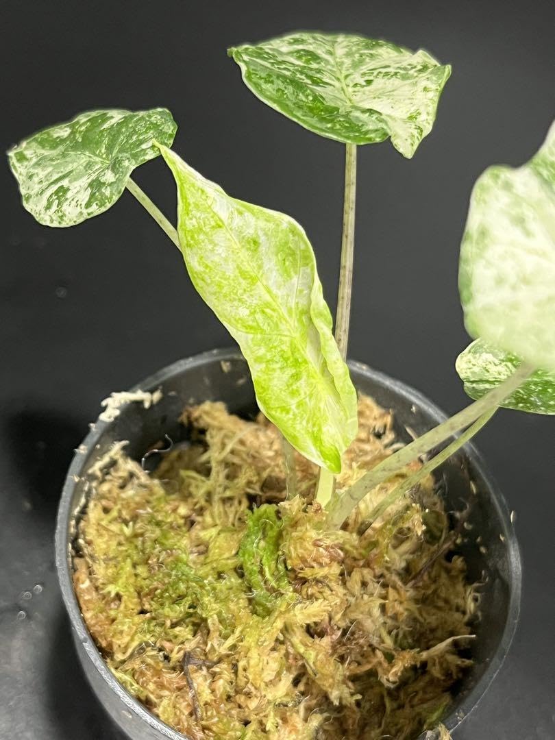 Amazon.co.jp: 斑入りクワズイモ Alocasia Macrorrhizos Splash Amazon.co.jp: 斑入りクワズイモ Alocasia Macrorrhizos Splash
