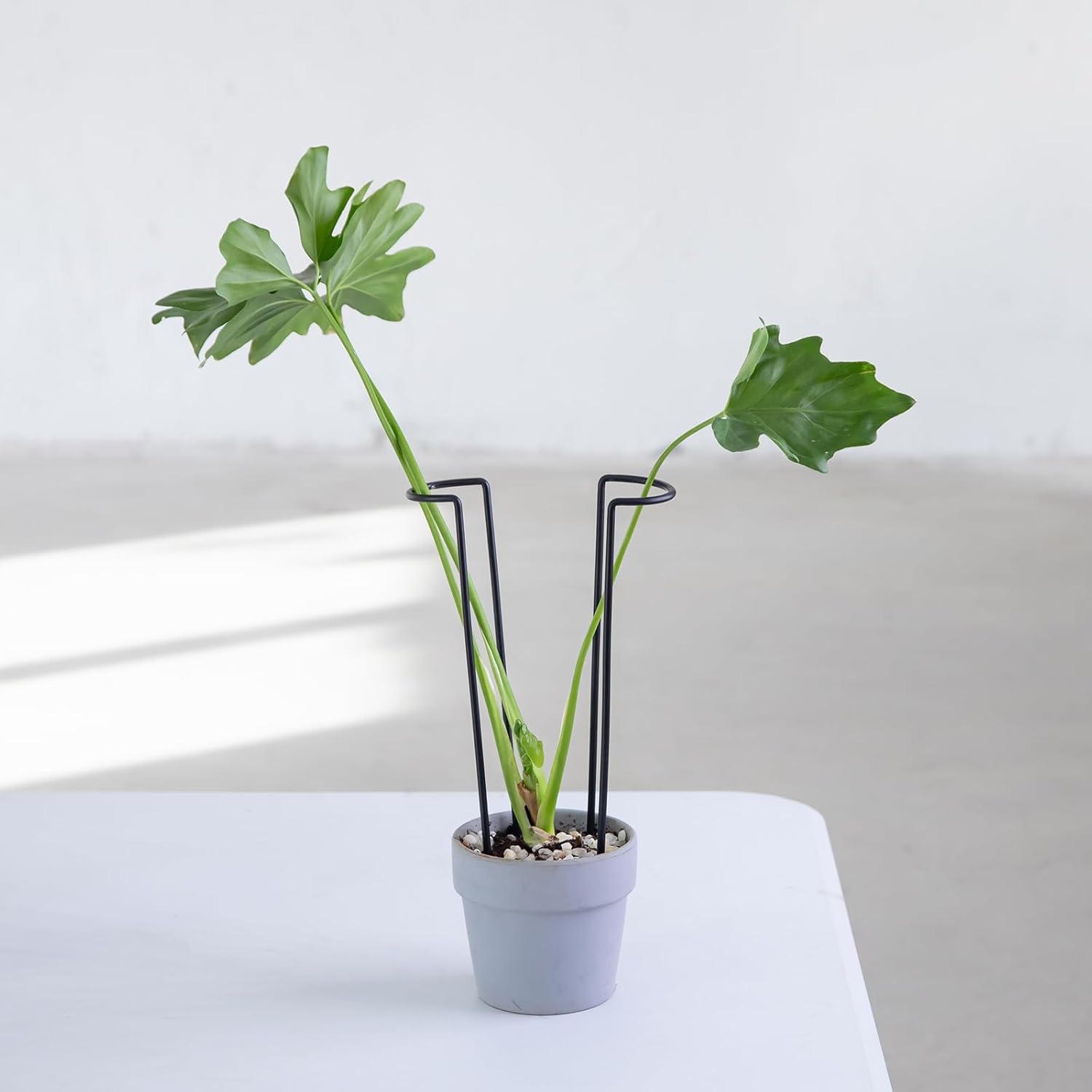 10-Pack Monstera Plant Support - 12 Inch Durable Iron U-Shaped Trellis Stakes for Indoor & Outdoor Medium-Sized Potted Plants - Perfect Stem Holder for Monstera & More