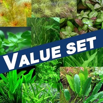 Amazon バリューセット 水草4種 鉛巻 生体 生体水草 通販