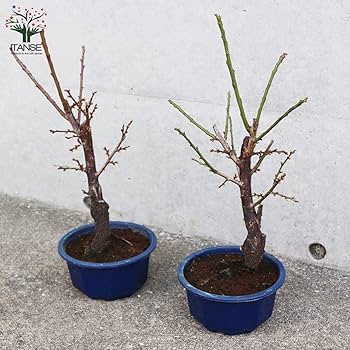 Amazon.co.jp: 白梅・冬至梅(トウジバイ) 白花一重咲き 盆栽仕立て 5号