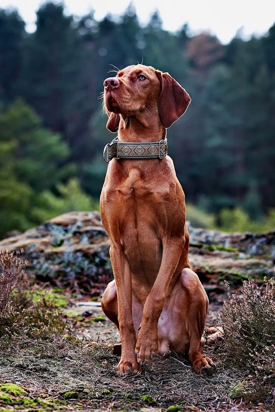 Schmuck Hundehalsband mit Polsterung Zugstopp-Halsband Martingale 4cm breit verstellbar (bis 44cm Hals- 50cm Kopfumfang inkl 6cm Zugstopp, Metallteile: Stahl)