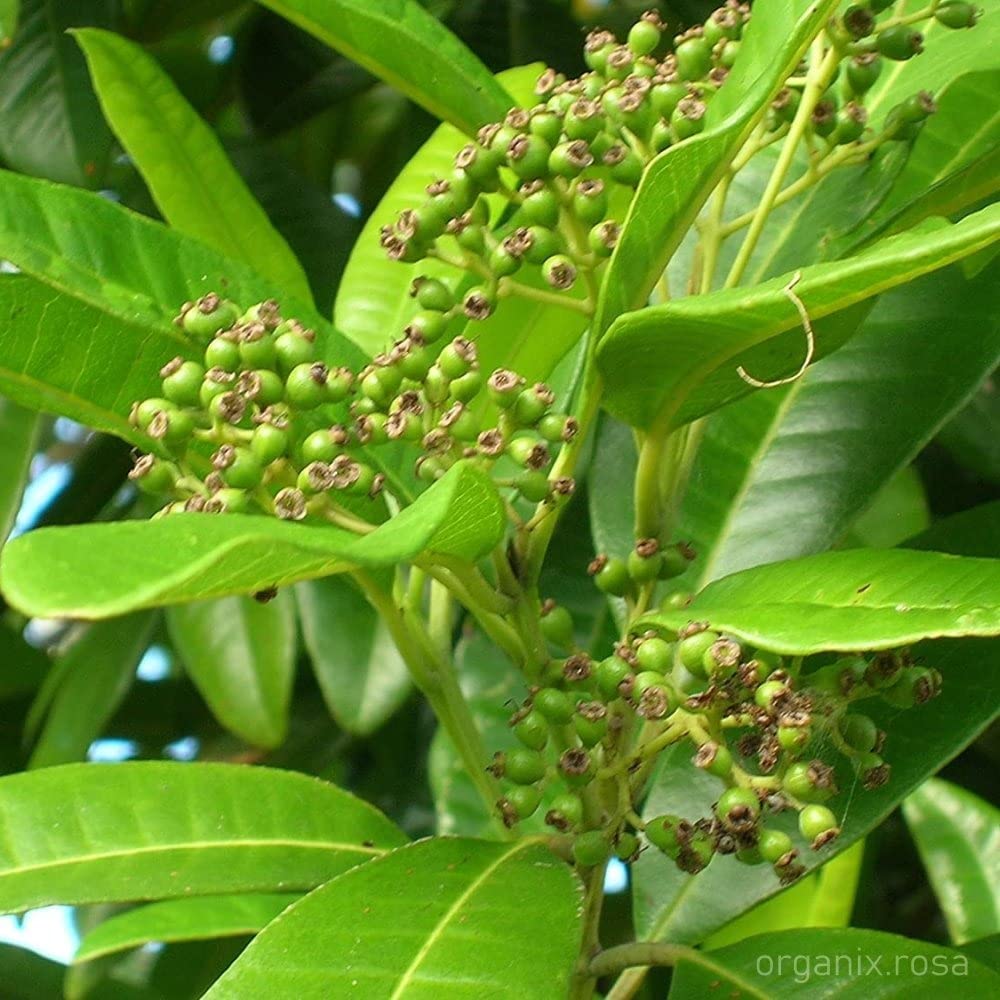 See full amazon price history chart for Cloud Farm Live Green Cardamom/Choti Elaichi Spice Plants For Home Garden CF_08 Cloud Farm Live Green Cardamom/Choti Elaichi Spice Plants For Home Garden CF_08 (B0BMF8SLHZ) Amazon Price History, Amazon Price Tracker