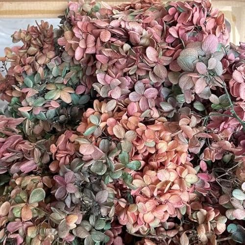 20g/3~4CM Flower Petals,Decorative Preserved Flowers Dried Natural Wood Hydrangea Flower Head,Eternal Big-Leaf Hydrangeas Petal-21