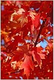 2 Autumn Blaze Maple Trees - 10-22' Tall - Live Plants in Quart Pots