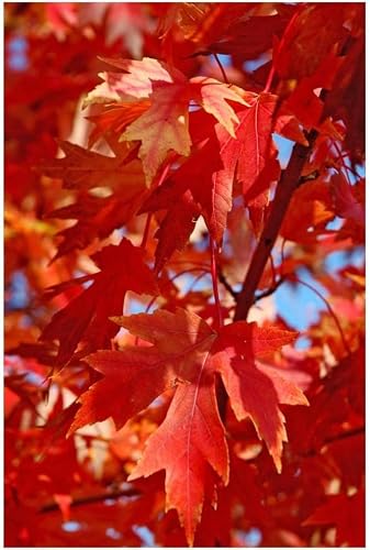2 Autumn Blaze Maple Trees - 10-22" Tall - Live Plants in Quart Pots
