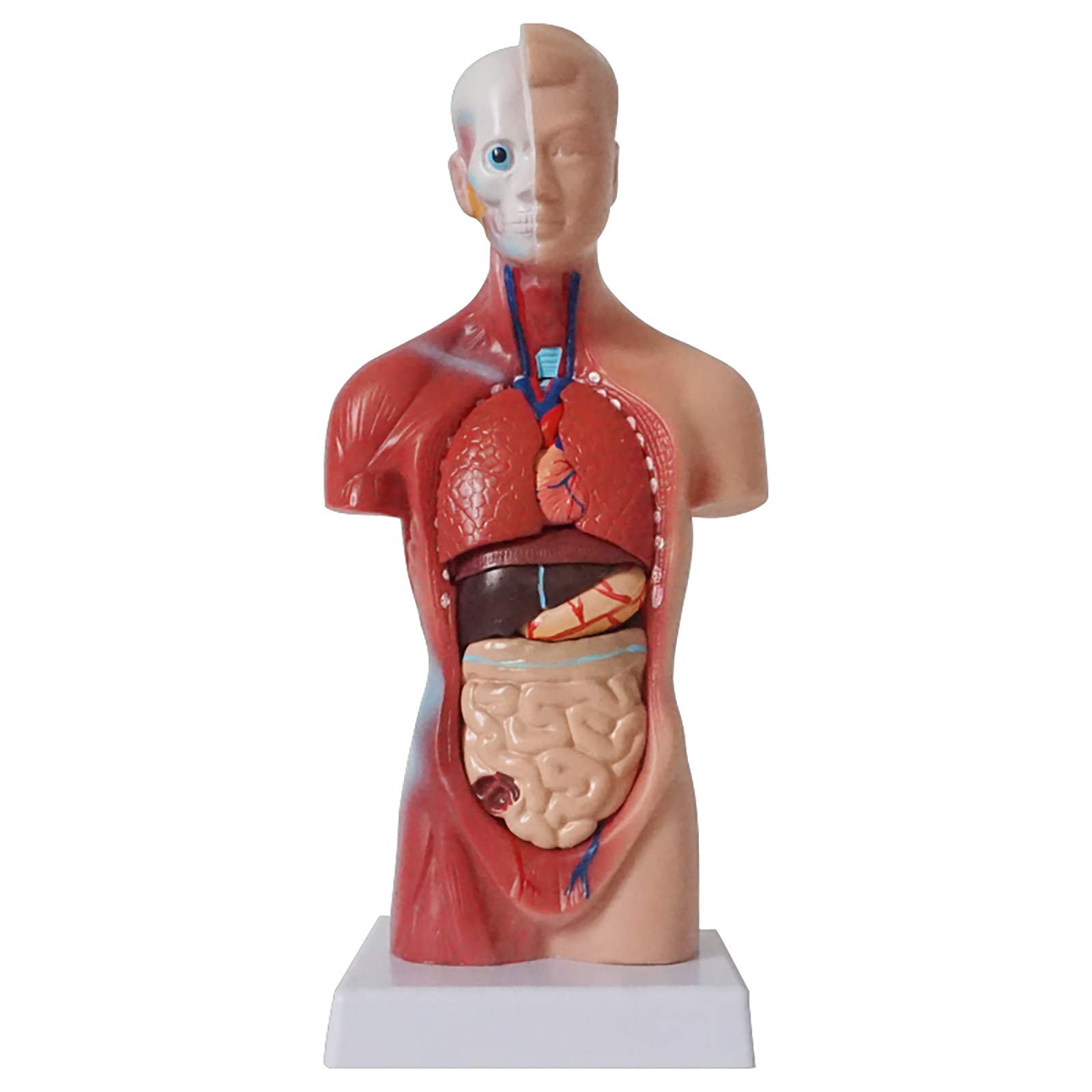 Buy HEWXWX Anatomy Model Human Body,28 cm Removable 15Part Human Torso