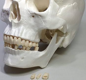 Amazon.co.jp: 実物大 超精密 頭蓋骨 模型 顎関節 可動 タイプ