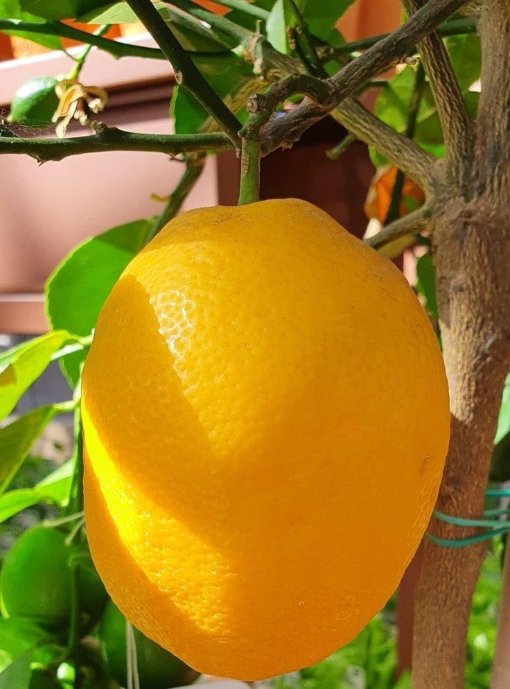 Image of GreenWorld Special All Time Big Size Kolkata Pati Lemon /Nimboo (GRAFTED /Guti Kolom) Live Plant,Healthy & Air Layered Plant,''Fruit After 3 to 6 Month''