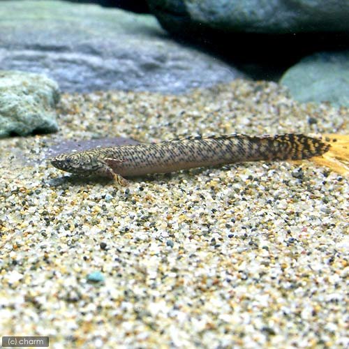 Amazon | （熱帯魚）ポリプテルス・オルナティピンニス 10～14cm