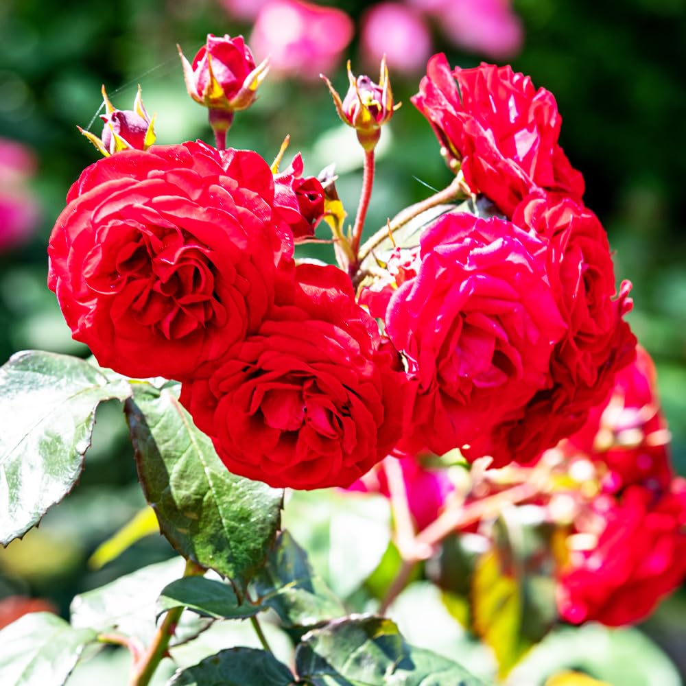 ロシアの紅い薔薇専用 Amazon.co.jp: ITANSE 薔薇の苗 紅かさね 国産接ぎ木苗 6号1個