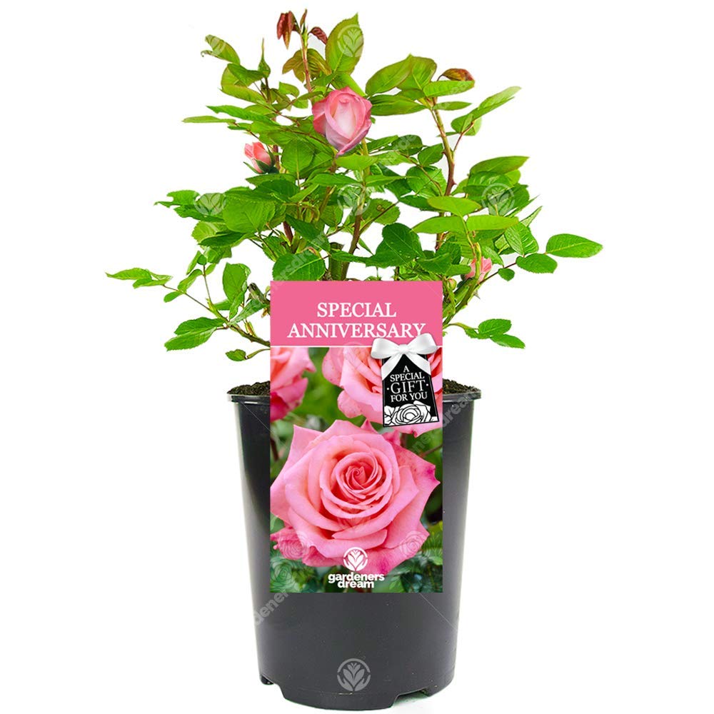 Special Anniversary Rose - Wedding Anniversary Occasion - Help Celebrate a Special Couple's Precious Moment with a Unique Living Plant Gift