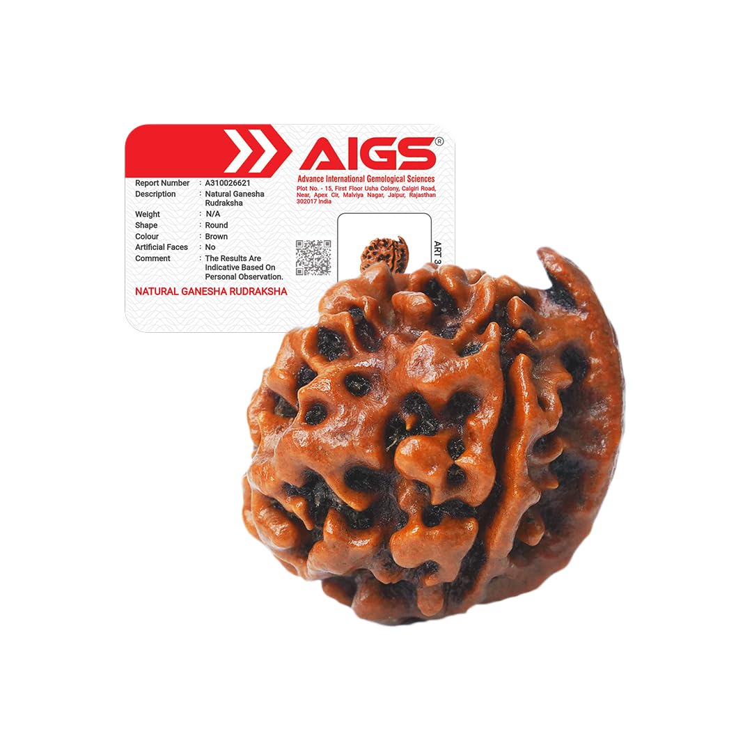 4 Mukhi Rudraksha - Nepal Origin | Wisdom & Communication -17 4 Mukhi Rudraksha - Nepal Origin | Wisdom & Communication -17