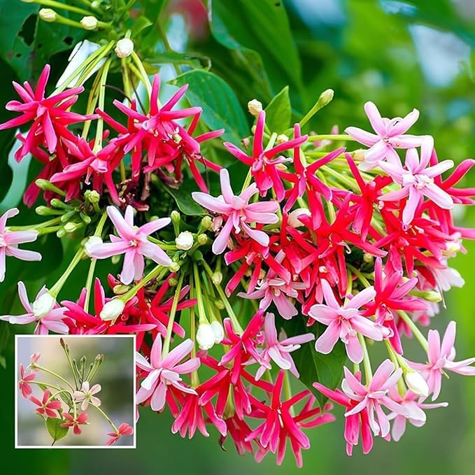 Madhumalti Plant New Double Petals Rangoon Creeper Combretum Indicum Live Plant, Flowers Creeper with Fragrance(madhumalti plant)