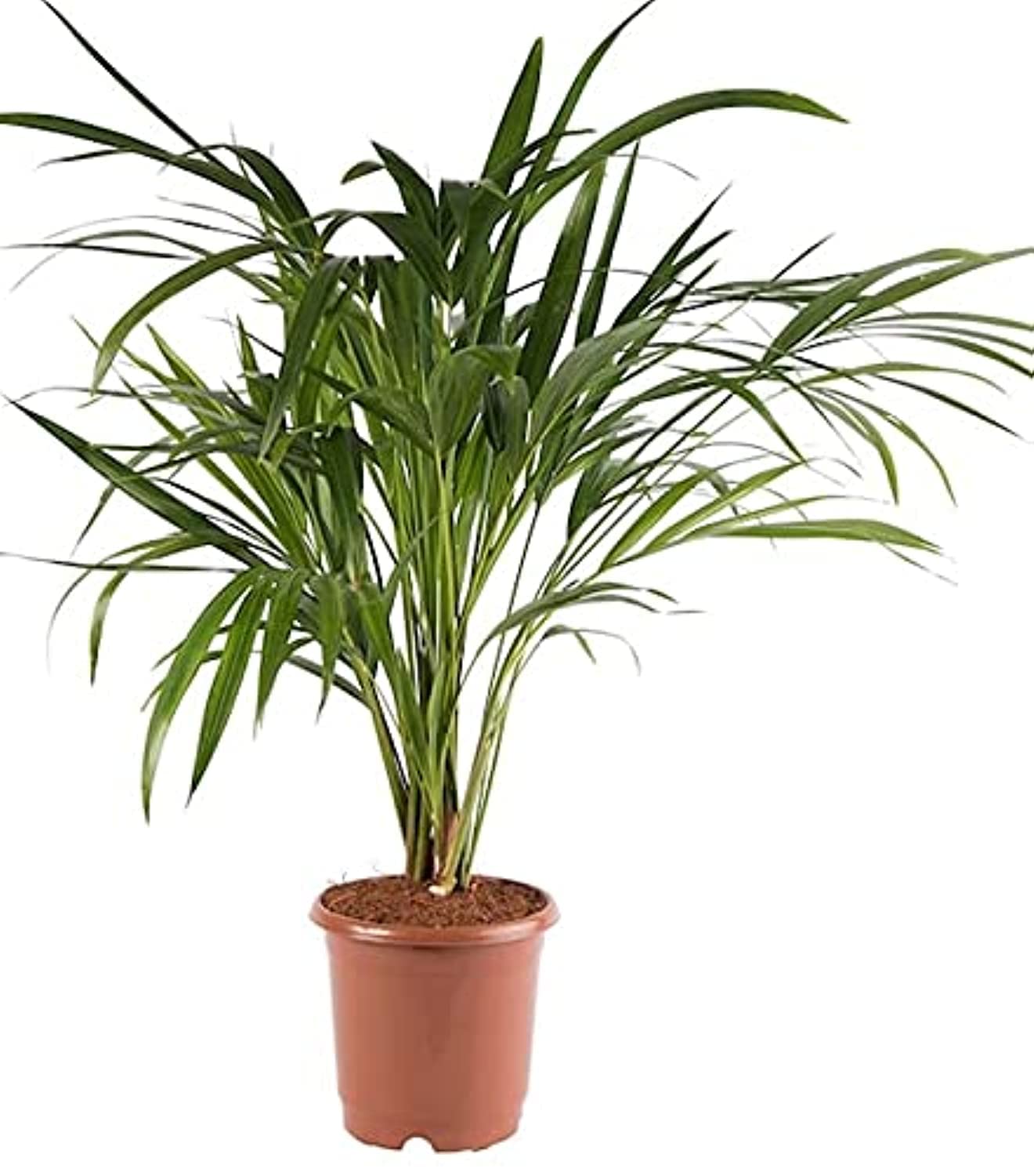 LIVE GREEN Arica Palm Indoor Plant Air Purifier Plant for Home