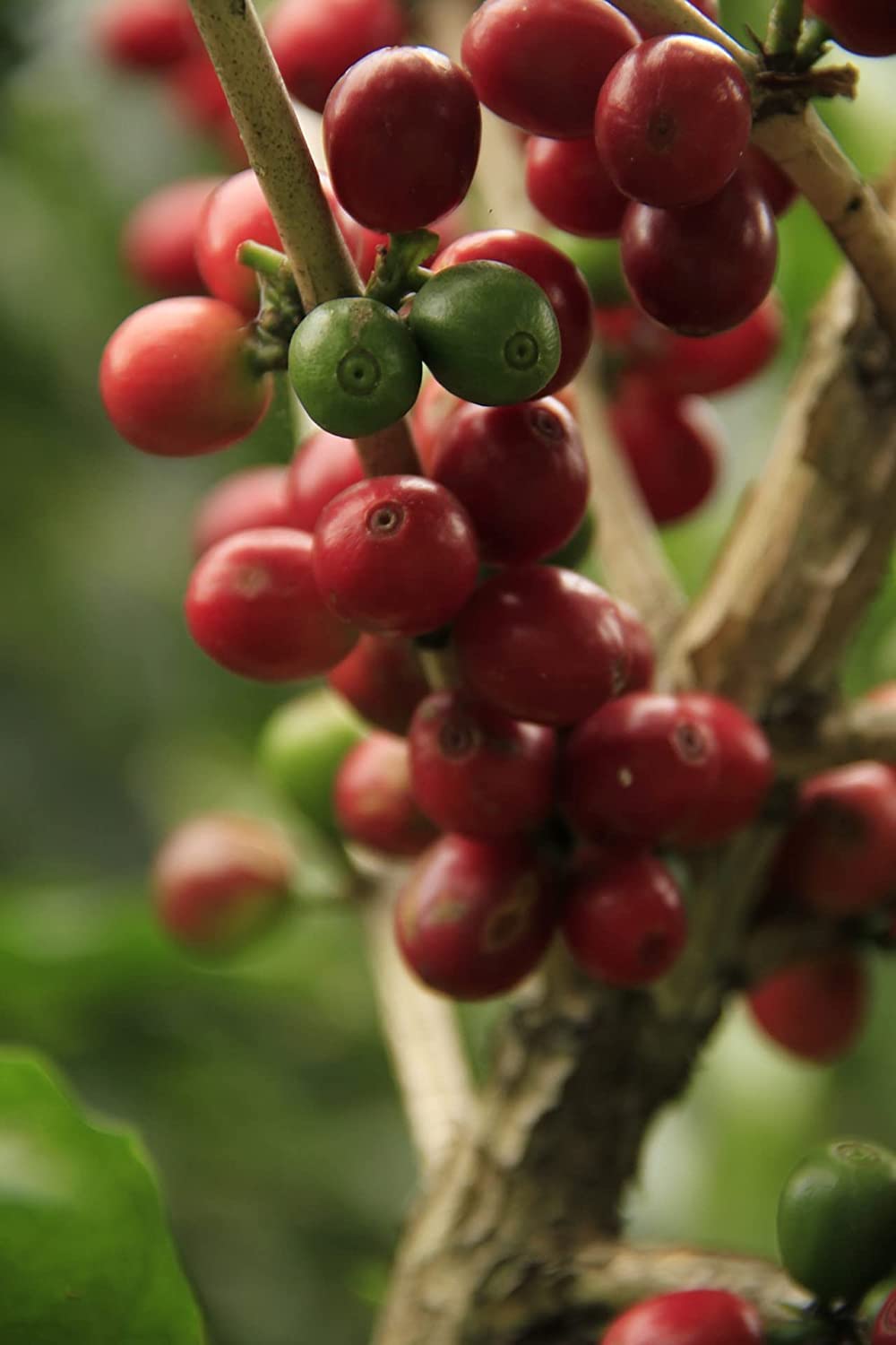 Coffret cadeau de café C&T Bio/Fair 13 sortes à 20 g (moulu) avec 24 cafés biologiques, rares et issus du commerce équitable plus une surprise