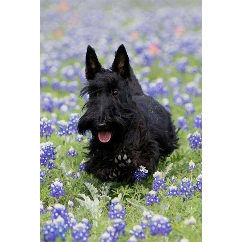 Nprzm H321 5D Diamond Painting Kit Black Scottish Terrier Dog Diamond Embroidery Painting Diy Embroidery Painting For Home Wall Decor 30X40cm