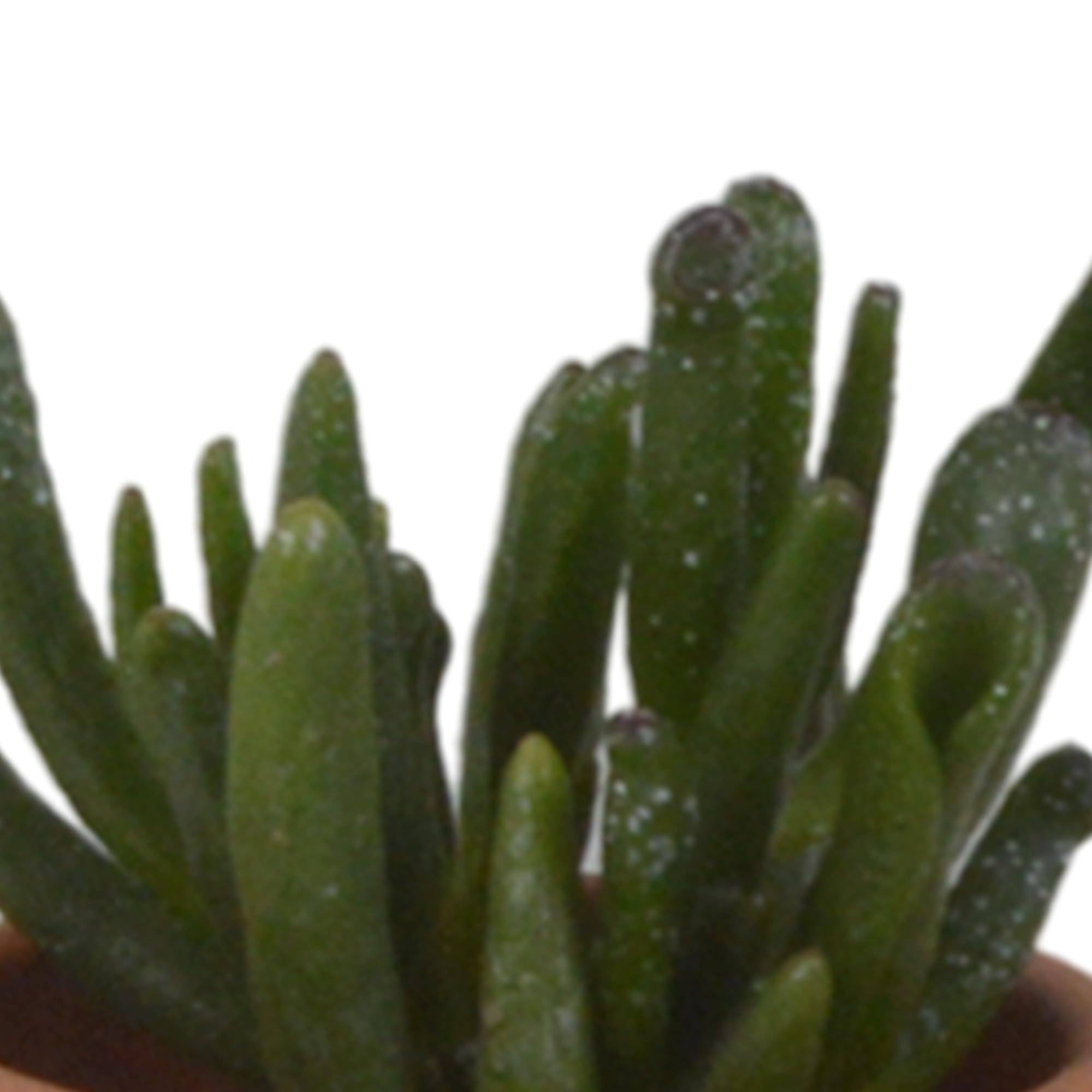 Mezcla de Plantas Suculentas en Maceta de Terracota, Set de 5 Piezas, 5.5 cm