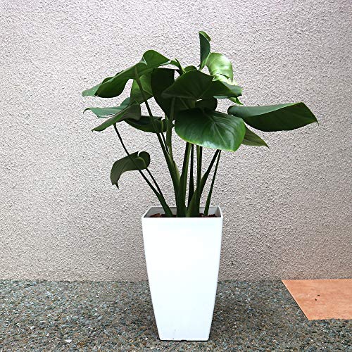 モンステラの商品画像