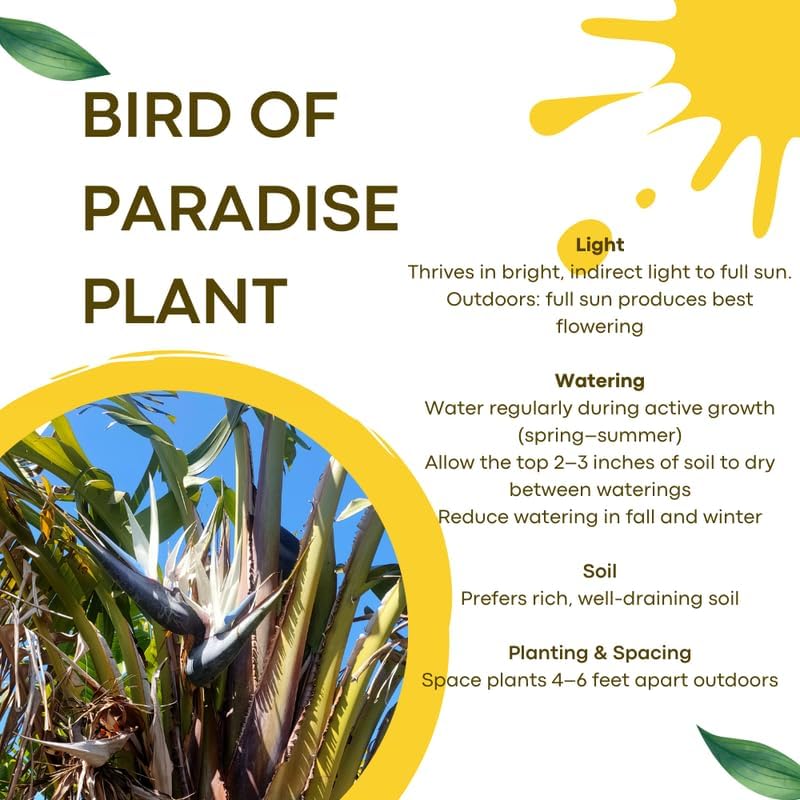 4 White Bird of Paradise Plants Live, Strelitzia Reginae, 4-7 Inch Tall, Tropical Flowering Plants for Indoor or Outdoor Growing