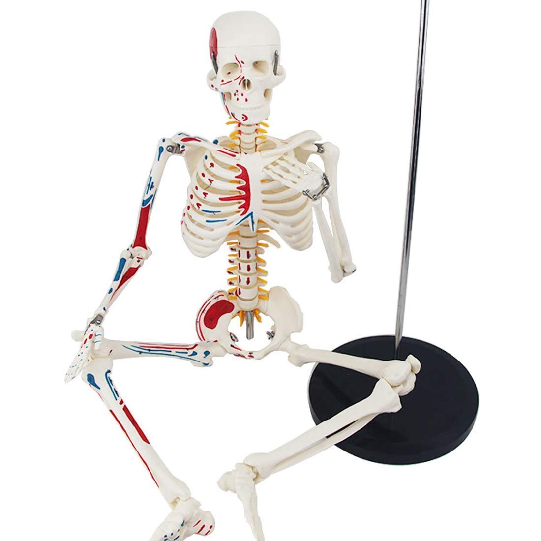 Educational Model Anatomical Human Skeleton Model Full Body Bone With ...