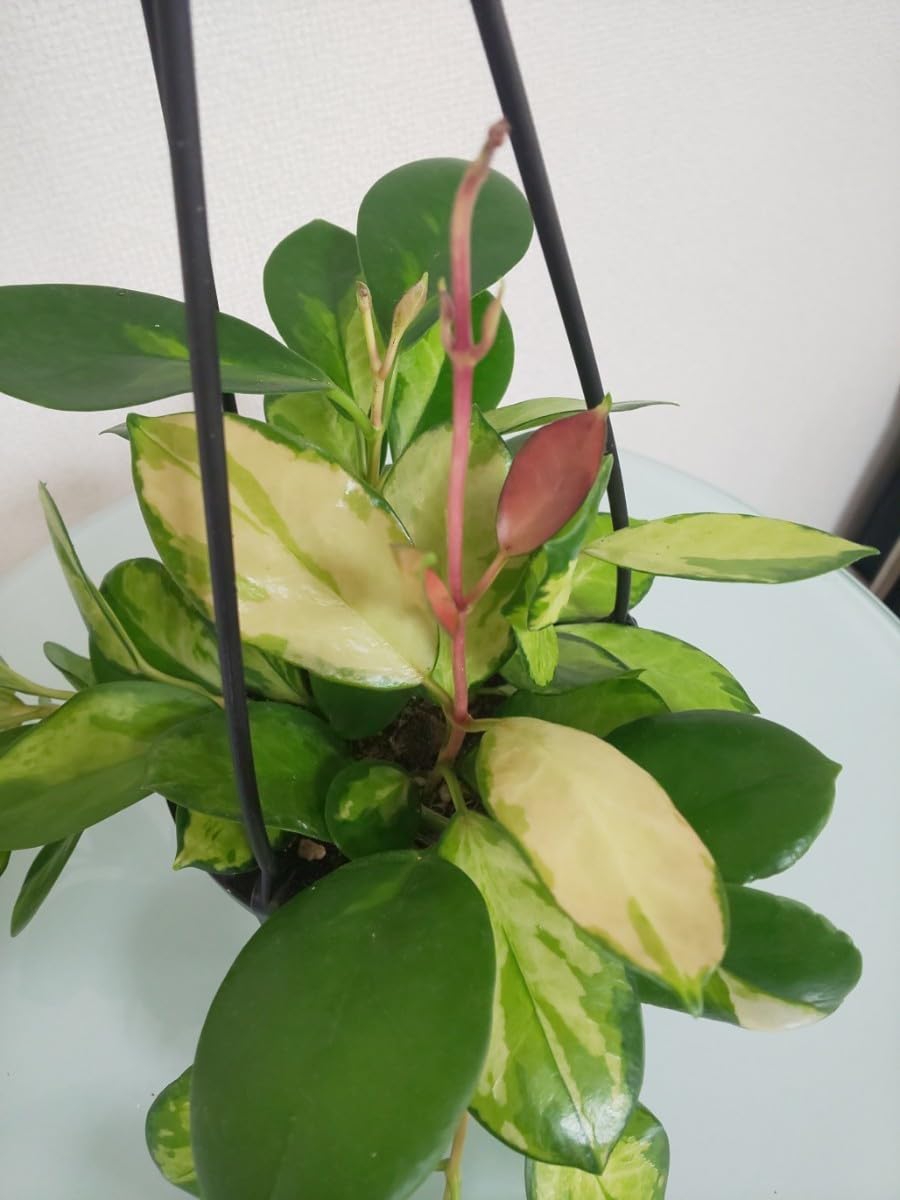 ホヤオーストラリスリサ　Hoya Australis Lisa　希少 抜き苗 ⑥ ホヤオーストラリスリサ Hoya Australis Lisa 希少 抜き苗 ⑥