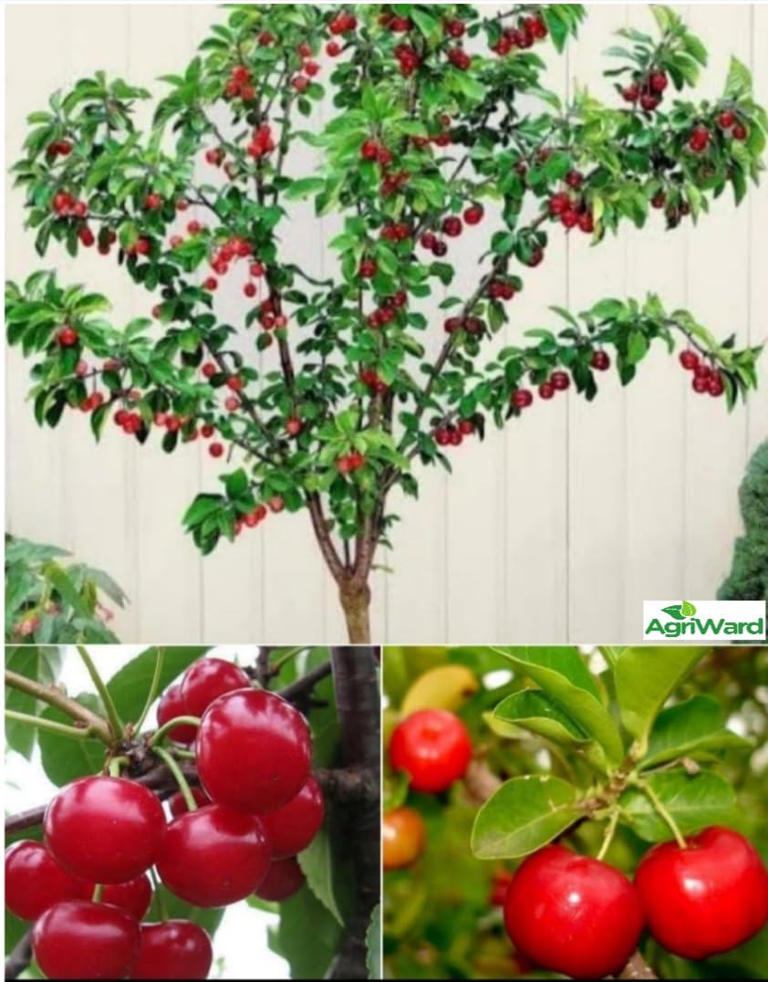 CHERRY PLANT One Live Grafted Hybrid Sweet Red Barbados Cherry Plant After Fruit 6-12 Month, Plant Hight 2 Feet (Pack of 1 Healthy Cherry Plant) (B0CYBT9SR8) Amazon Price History, Amazon Price Tracker