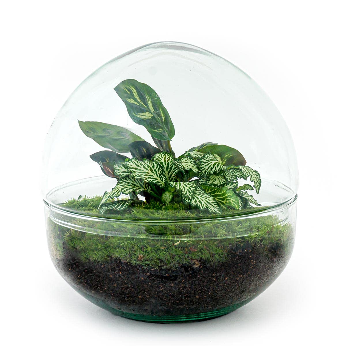 Terrarium do roślin • kopuła • ekosystem z roślinami • ↑ 20 cm – DIY – kompletny zestaw terrarium – terrarium – miejski terrarium – terrarium + grabienie + łopatka + pęseta + nożyczki