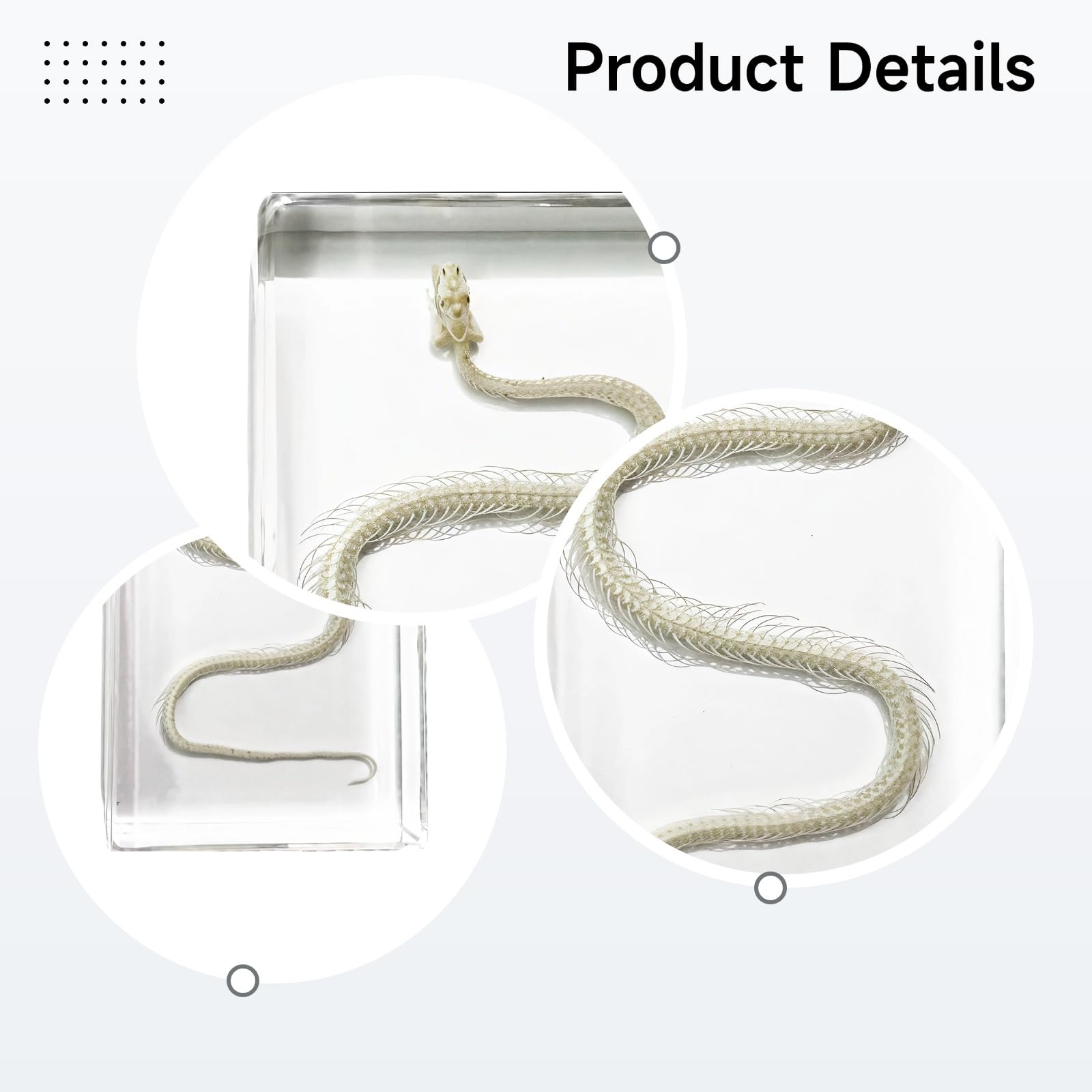 Esemplare di scheletro di serpente in blocco acrilico, modello serpente in vera resina, decorazione decorativa a serpente, strumento educativo