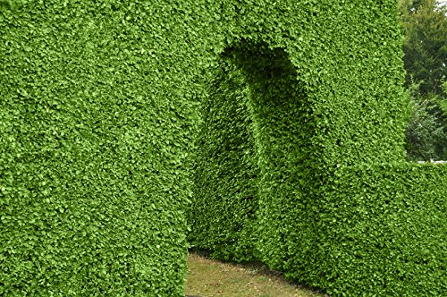 Preisvergleich Produktbild Rotbuche im Container 125 - 150 cm